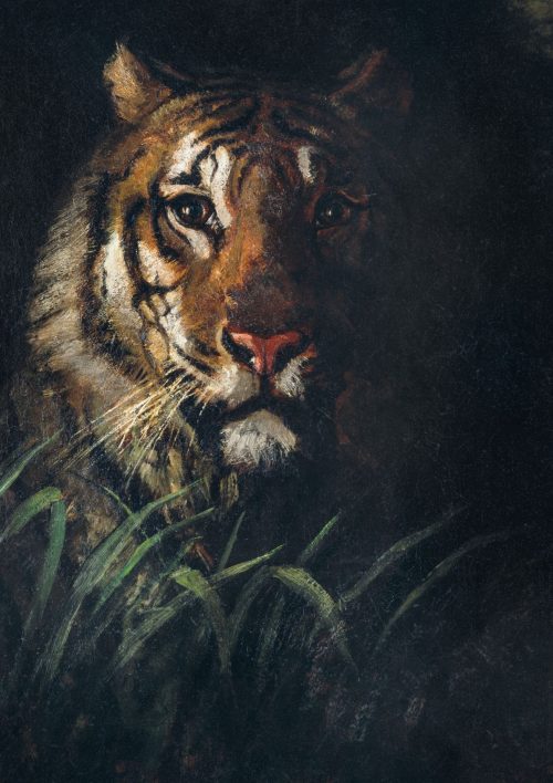 Tiger’s Head by Abbott Handerson Thayer